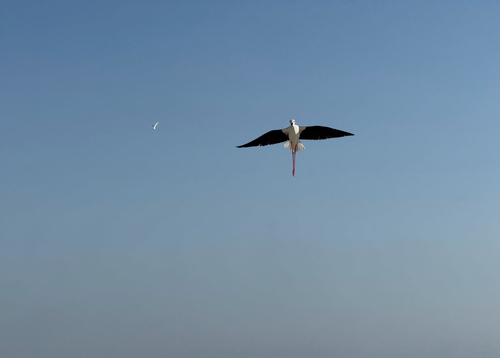 Black-winged Stilt