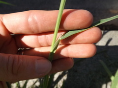Poaceae
