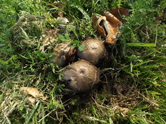 Fungi