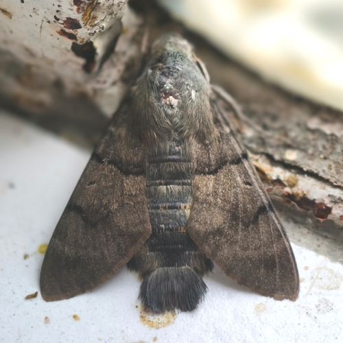 Eurasian Hummingbird Hawkmoth