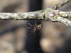 Neriene peltata