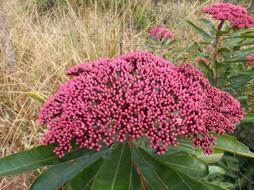 Hortia oreadica