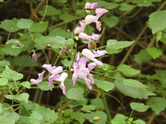 Plectranthus saccatus