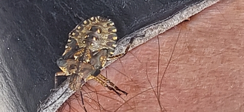 Forest Bug