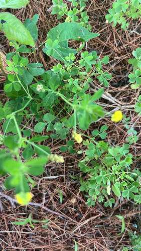 Black Medick