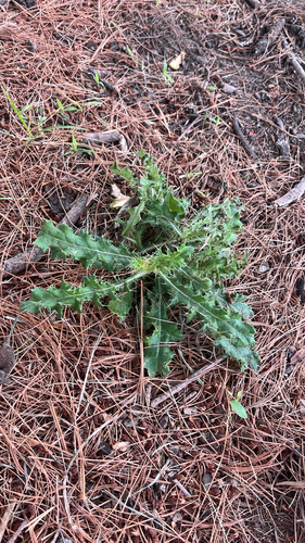 creeping thistle