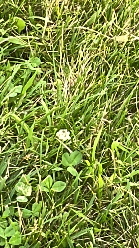 white clover