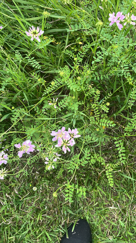 purple crownvetch