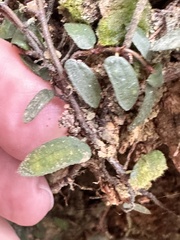 Ficus punctata, photograph author not stated, no rights reserved