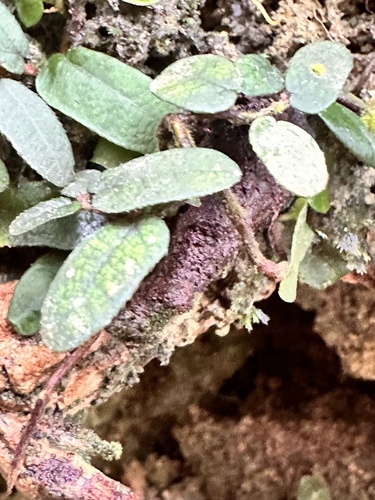 Ficus punctata, photograph 3