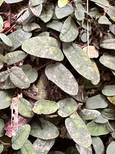 Ficus punctata, photograph 4