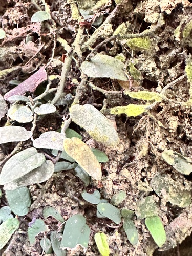 Ficus punctata, photograph 5