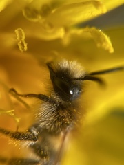 Andrena haemorrhoa