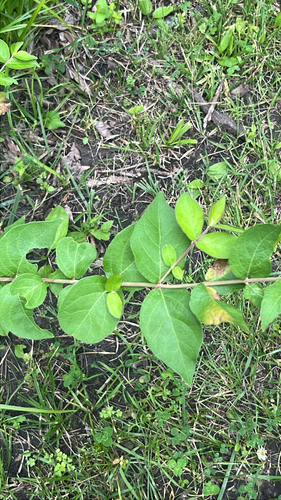 Amur honeysuckle