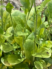 Nicotiana plumbaginifolia, photograph (c) crothfels, some rights reserved (CC BY)