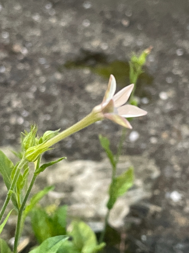 Nicotiana plumbaginifolia, photograph 4