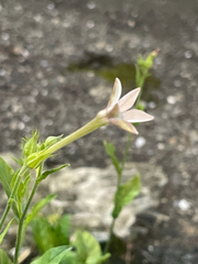 (c) crothfels, some rights reserved (CC BY) Nicotiana plumbaginifolia, photograph (c) crothfels, some rights reserved (CC BY)