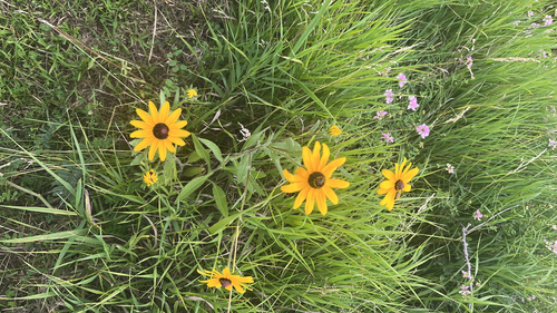black-eyed Susan