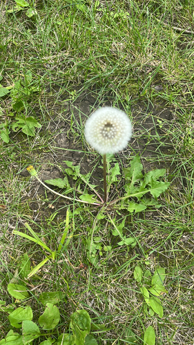 common dandelion