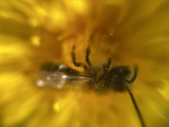 Andrena haemorrhoa
