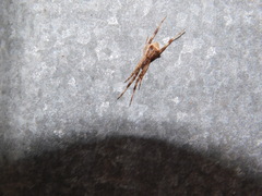 Episinus angulatus