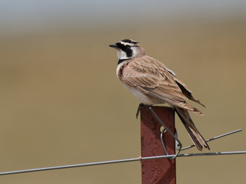 Horned Lark