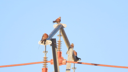 Lesser Kestrel