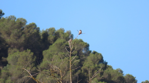 Iberian Grey Shrike