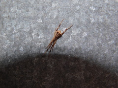 Episinus angulatus