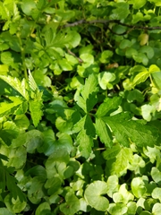 Geum vernum