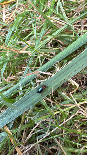 Rothalsiges Getreidehähnchen