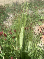 Hordeum distichon