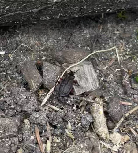 Granulated Ground Beetle