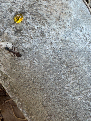 Blood-spotted Sugar Ant