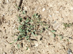 Convolvulus arvensis