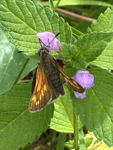 Large Skipper