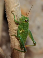 Antandrus viridis