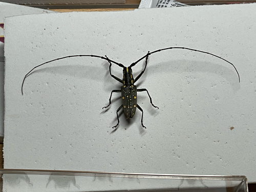 Yellow-spotted Longicorn Beetle