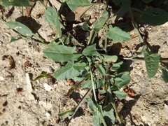 Convolvulus arvensis