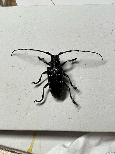 Citrus Longhorn Beetle