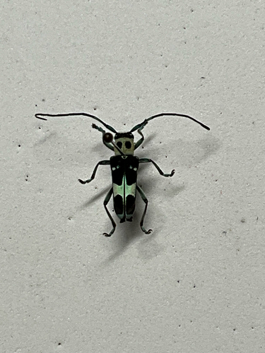 Paraglenea fortunei