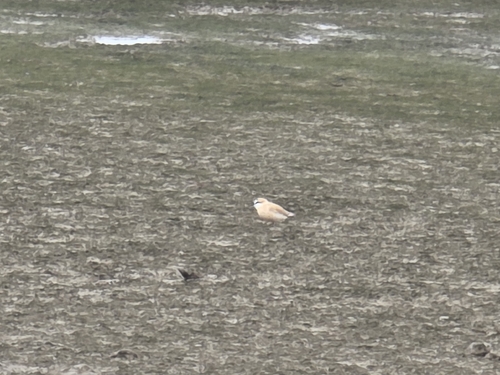 iNaturalist image
