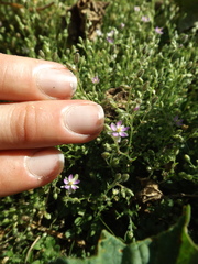 Spergularia