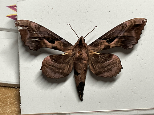 Phyllosphingia dissimilis