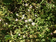 Spergularia