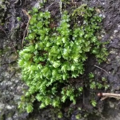 Ptychostomum moravicum