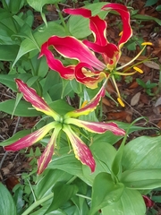 Gloriosa