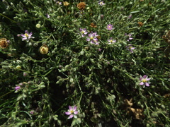 Spergularia