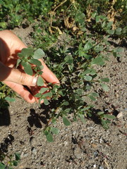 Portulaca oleracea