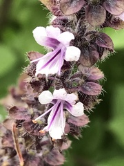 Ocimum kilimandscharicum